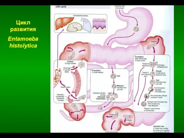 Цикл развития Entamoeba histolytica