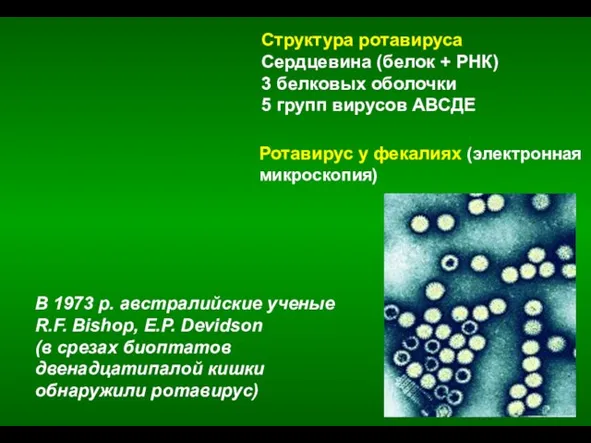 Ротавирус у фекалиях (электронная микроскопия) Структура ротавируса Сердцевина (белок + РНК)