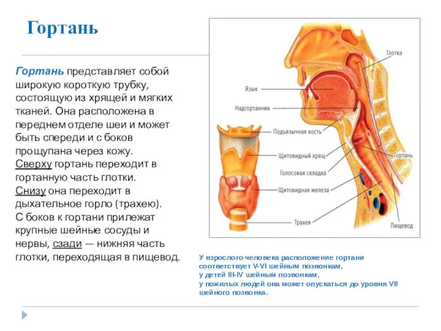 Гортань У взрослого человека расположение гортани соответствует V-VI шейным позвонкам, у