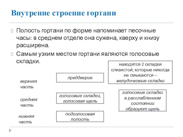 Внутренне строение гортани Полость гортани по форме напоминает песочные часы: в