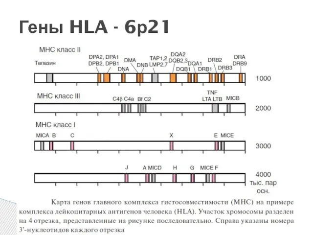 Гены HLA - 6р21