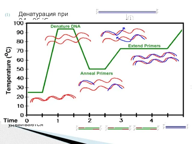 Денатурация при 94—96 °C Отжиг при 68 °C (например) Элонгация при