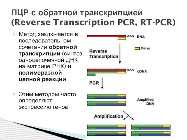 Метод заключается в последовательном сочетании обратной транскрипции (синтез одноцепочечной ДНК на