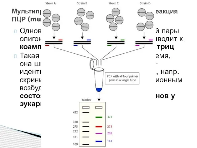 Одновременно используют более одной пары олигонуклеотидных праймеров, что приводит к коамплификации