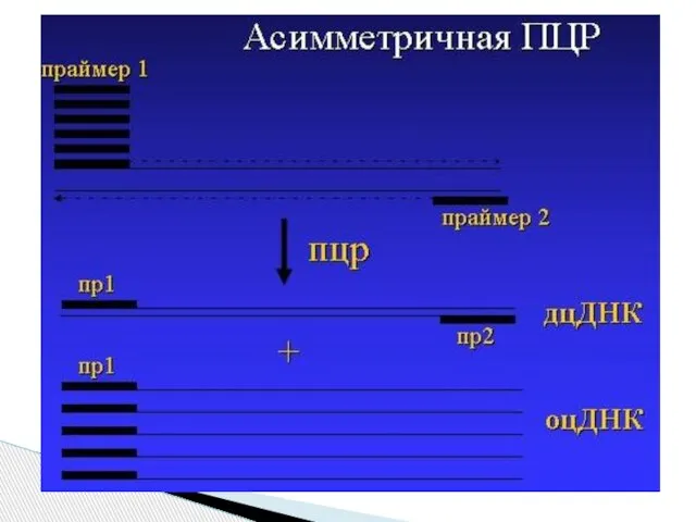 Вариант ПЦР, при котором концентрация одного из двух праймеров очень низка,