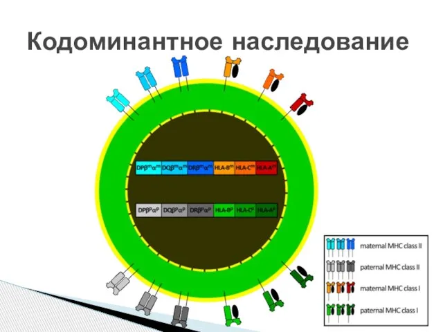 Кодоминантное наследование