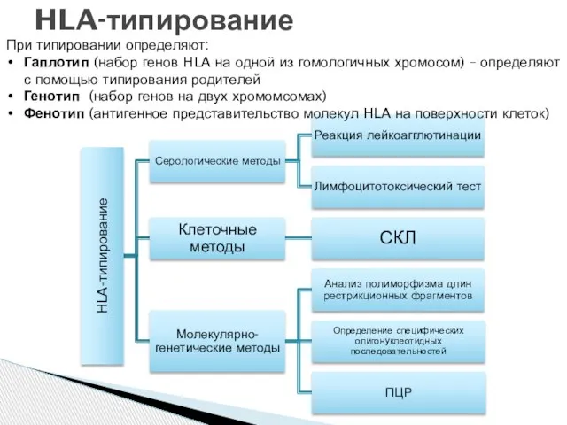 HLA-типирование При типировании определяют: Гаплотип (набор генов HLA на одной из