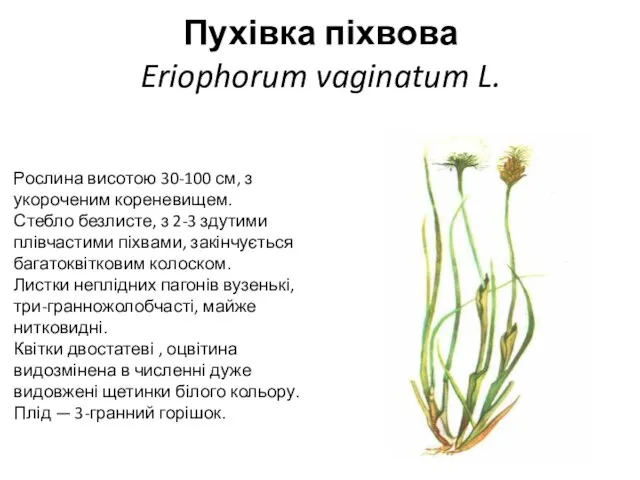 Пухівка піхвова Eriophorum vaginatum L. Рослина висотою 30-100 см, з укороченим