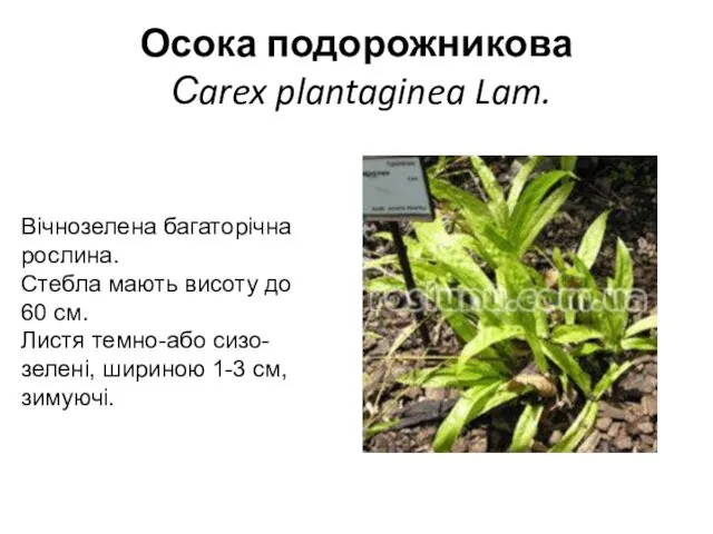 Осока подорожникова Сarex plantaginea Lam. Вічнозелена багаторічна рослина. Стебла мають висоту