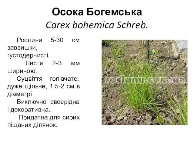 Осока Богемська Carex bohemica Schreb. Рослини 5-30 см заввишки, густодернисті. Листя