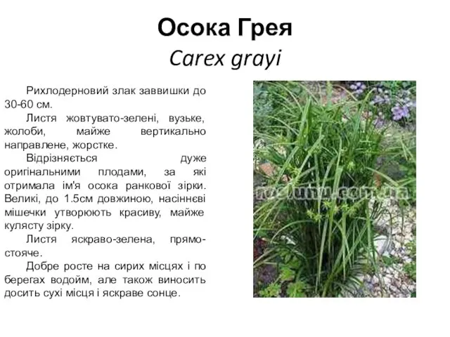 Осока Грея Carex grayi Рихлодерновий злак заввишки до 30-60 см. Листя