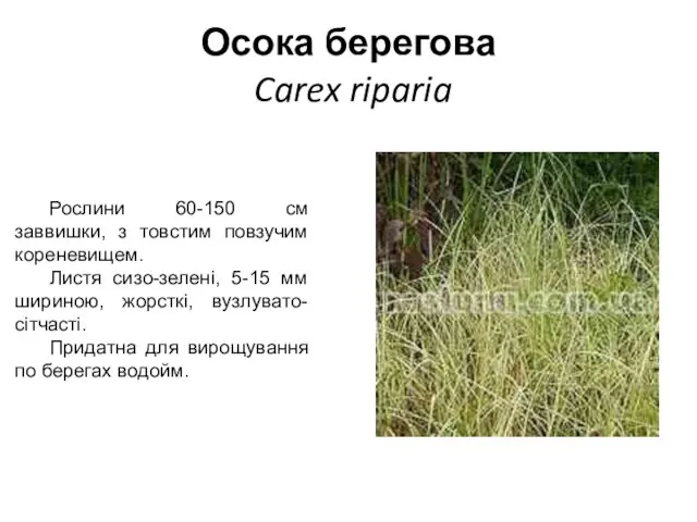 Осока берегова Carex riparia Рослини 60-150 см заввишки, з товстим повзучим