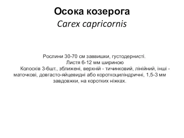 Осока козерога Carex capricornis Рослини 30-70 см заввишки, густодернисті. Листя 6-12