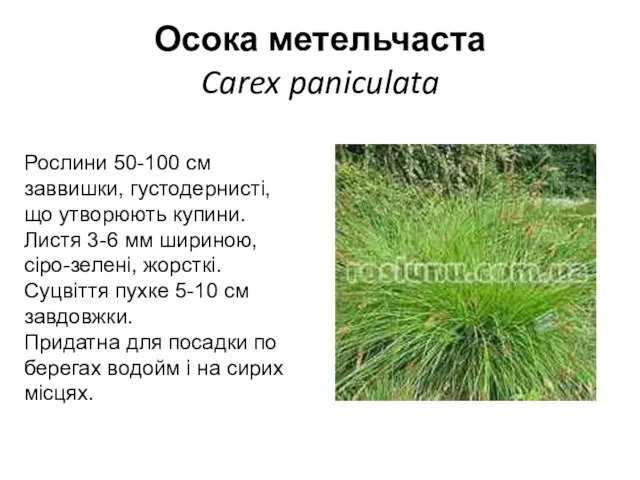 Осока метельчаста Carex paniculata Рослини 50-100 см заввишки, густодернисті, що утворюють