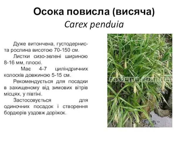 Осока повисла (висяча) Carex penduia Дуже витончена, густодернис-та рослина висотою 70-150