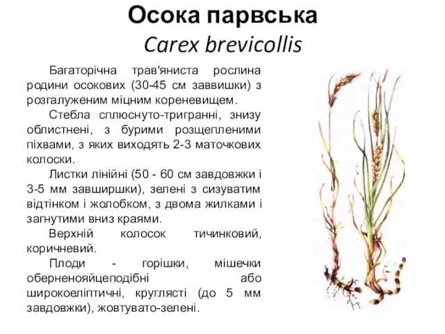 Осока парвська Carex brevicollis Багаторічна трав'яниста рослина родини осокових (30-45 см