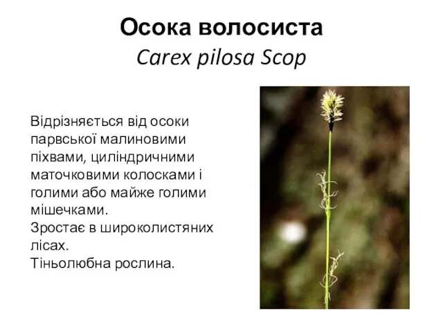 Осока волосиста Carex pilosa Scop Відрізняється від осоки парвської малиновими піхвами,