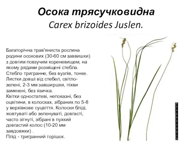 Осока трясучковидна Carex brizoides Juslen. Багаторічна трав'яниста рослина родини осокових (30-60