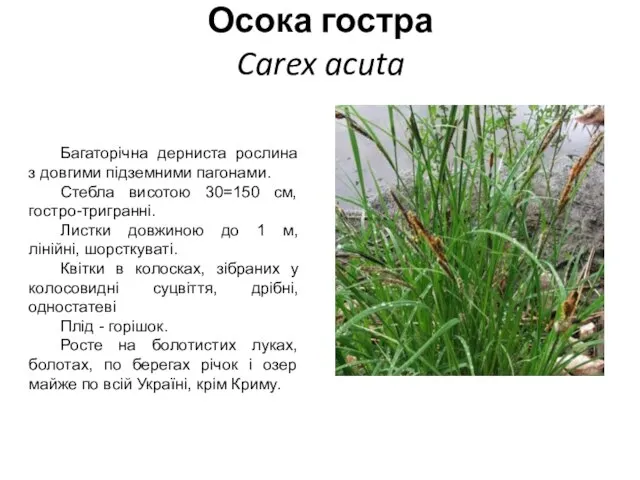 Осока гостра Carex acuta Багаторічна дерниста рослина з довгими підземними пагонами.