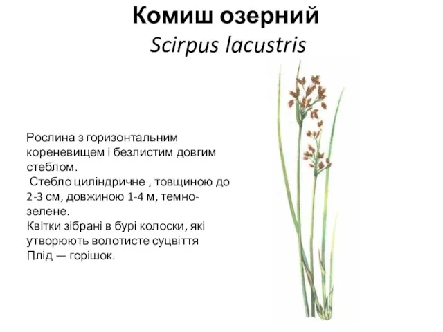 Комиш озерний Scirpus lacustris Рослина з горизонтальним кореневищем і безлистим довгим