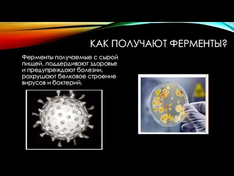 КАК ПОЛУЧАЮТ ФЕРМЕНТЫ? Ферменты получаемые с сырой пищей, поддердивают здоровье и