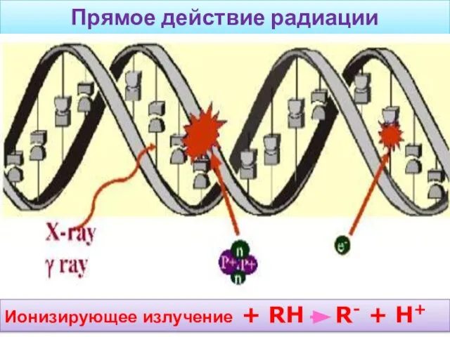 Прямое действие радиации Ионизирующее излучение + RH R- + H+