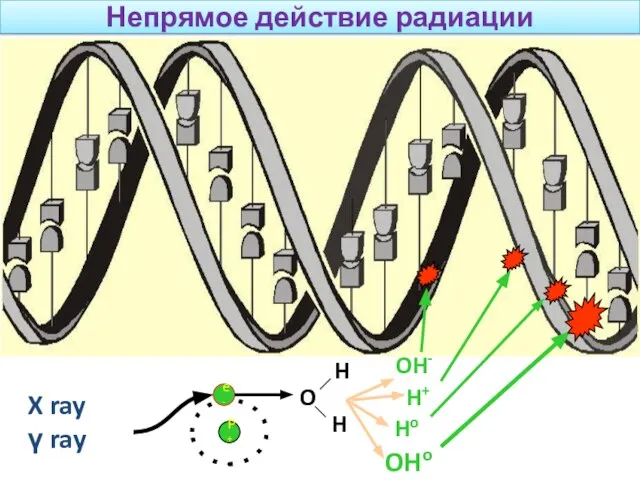 Непрямое действие радиации X ray γ ray P+ e- O H H OH- H+ Ho OHo