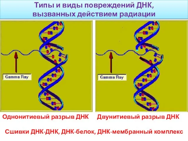 Типы и виды повреждений ДНК, вызванных действием радиации Однонитиевый разрыв ДНК