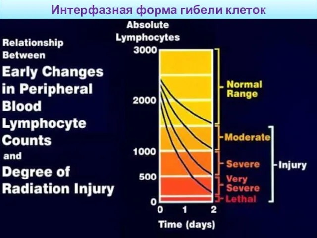 Интерфазная форма гибели клеток