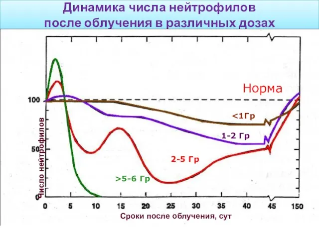 Динамика числа нейтрофилов после облучения в различных дозах Норма 1-2 Гр