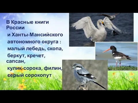 В Красные книги России и Ханты-Мансийского автономного округа : малый лебедь,