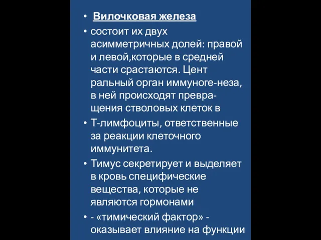 Вилочковая железа состоит их двух асимметричных долей: правой и левой,которые в