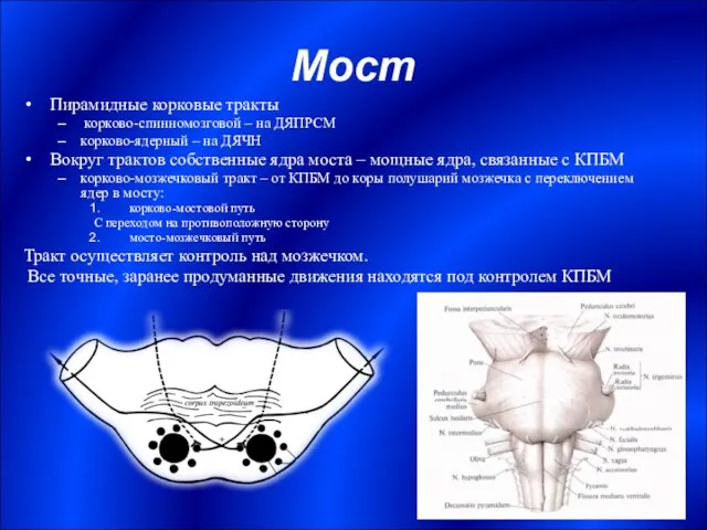 Мост Пирамидные корковые тракты корково-спинномозговой – на ДЯПРСМ корково-ядерный – на