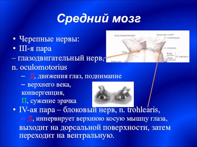 Средний мозг Черепные нервы: III-я пара – глазодвигательный нерв, n. oculomotorius