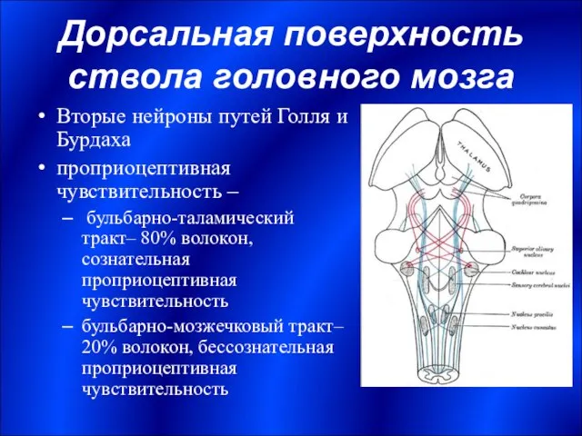 Дорсальная поверхность ствола головного мозга Вторые нейроны путей Голля и Бурдаха