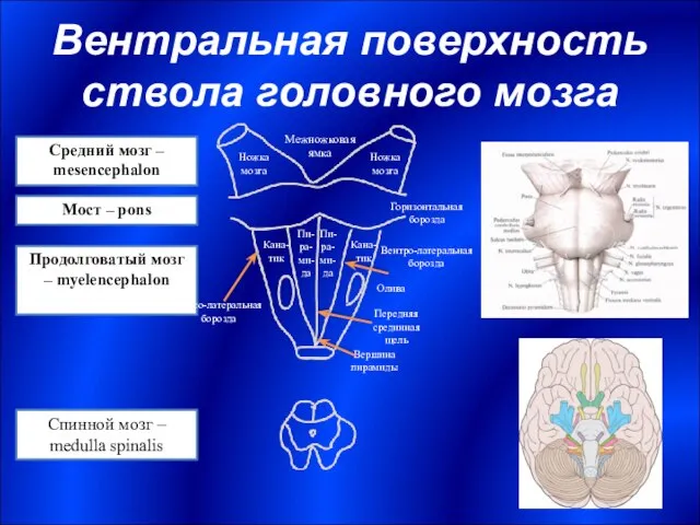 Вентральная поверхность ствола головного мозга Мост – pons Продолговатый мозг –