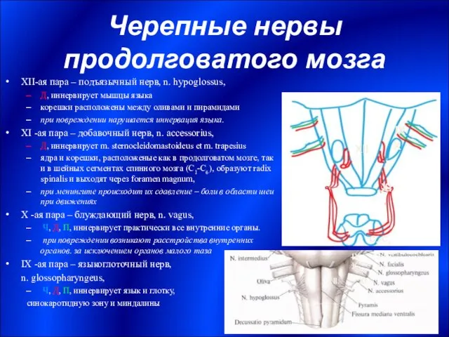 Черепные нервы продолговатого мозга XII-ая пара – подъязычный нерв, n. hypoglossus,