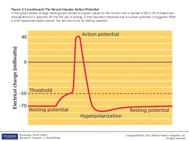 Figure 2.3 (continued) The Neural Impulse Action Potential In the graph