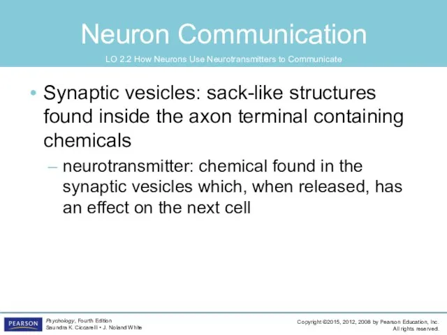 Neuron Communication Synaptic vesicles: sack-like structures found inside the axon terminal