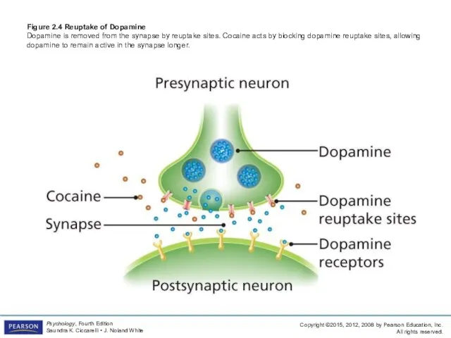 Figure 2.4 Reuptake of Dopamine Dopamine is removed from the synapse