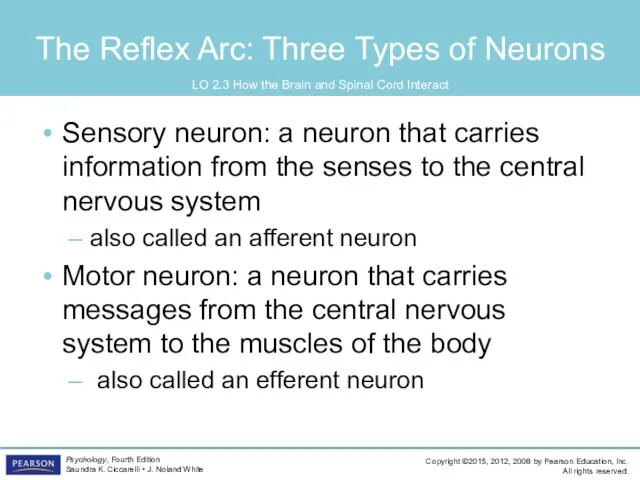 The Reflex Arc: Three Types of Neurons Sensory neuron: a neuron