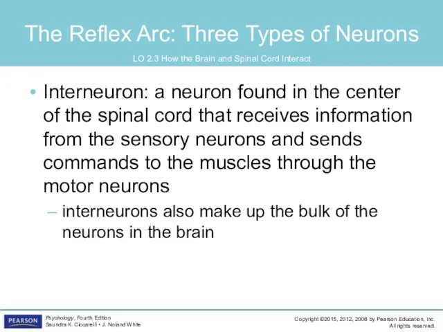 The Reflex Arc: Three Types of Neurons Interneuron: a neuron found