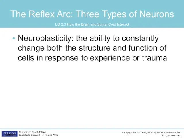 The Reflex Arc: Three Types of Neurons Neuroplasticity: the ability to