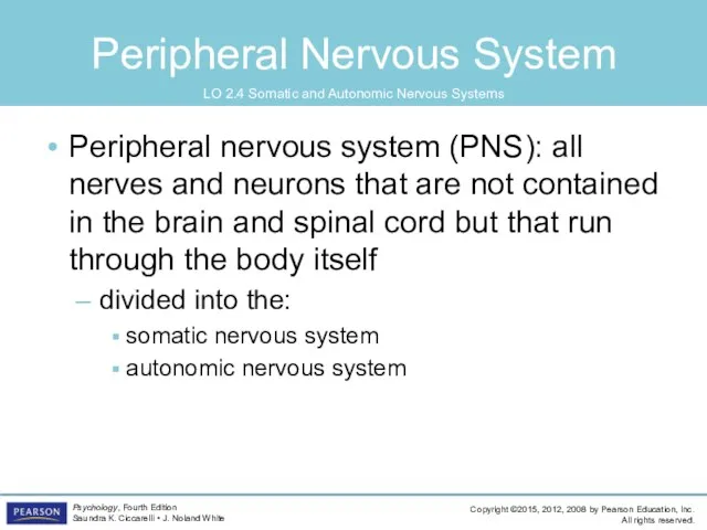 Peripheral Nervous System Peripheral nervous system (PNS): all nerves and neurons