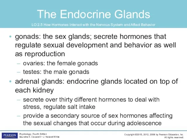 The Endocrine Glands gonads: the sex glands; secrete hormones that regulate