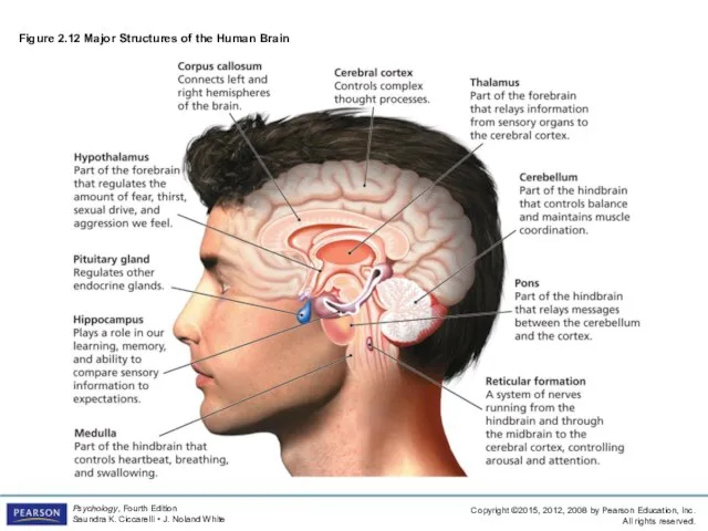 Figure 2.12 Major Structures of the Human Brain