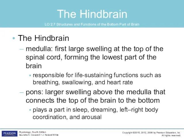 The Hindbrain The Hindbrain medulla: first large swelling at the top