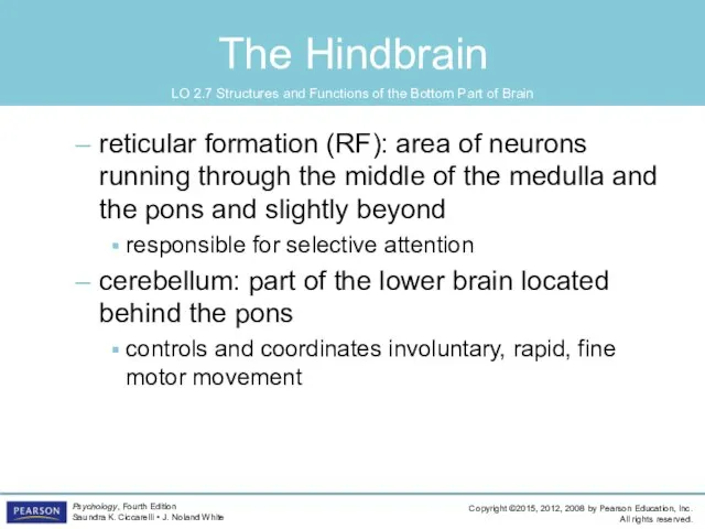 The Hindbrain reticular formation (RF): area of neurons running through the