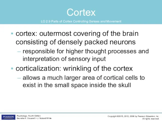 Cortex cortex: outermost covering of the brain consisting of densely packed