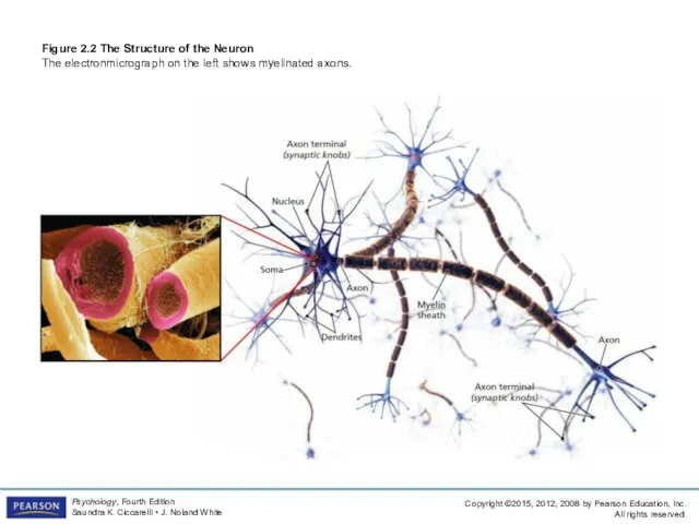 Figure 2.2 The Structure of the Neuron The electronmicrograph on the left shows myelinated axons.